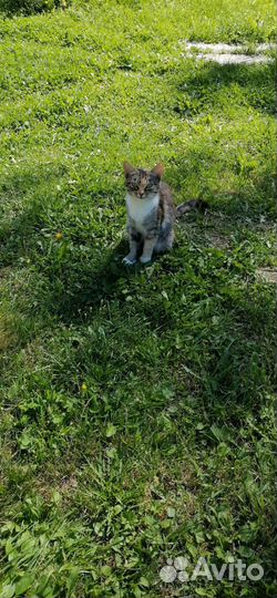Деревенская кошечка