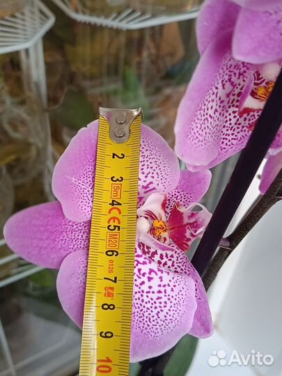 Орхидея фаленопсис Jillion