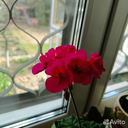 Пеларгония, колеус, катарантус, виола