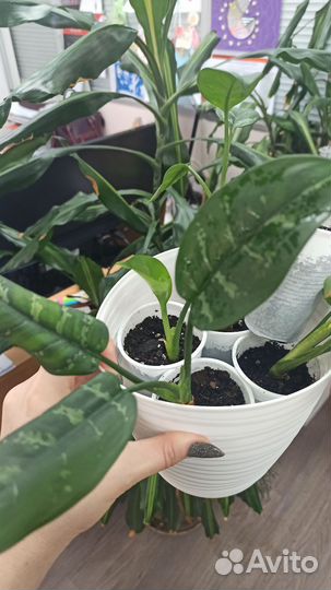 Диффенбахия