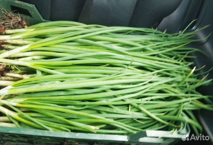 Лук свежий с огорода