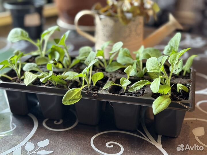 Рассада ампельной петунии