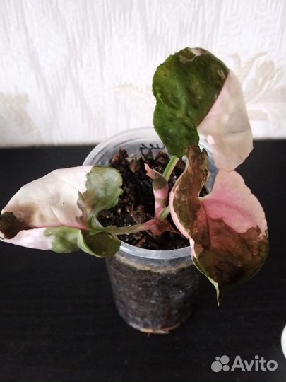 Сингониум клубничный лёд гелакси