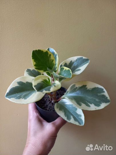 Цветы домашние