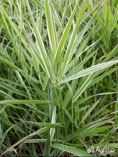 Злака и декоративные травы. Овсяница