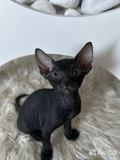 Донской сфинкс котята