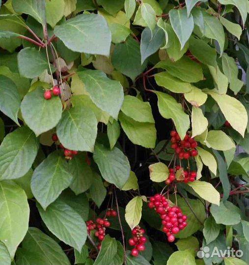 Саженцы Лимонника, Ирги