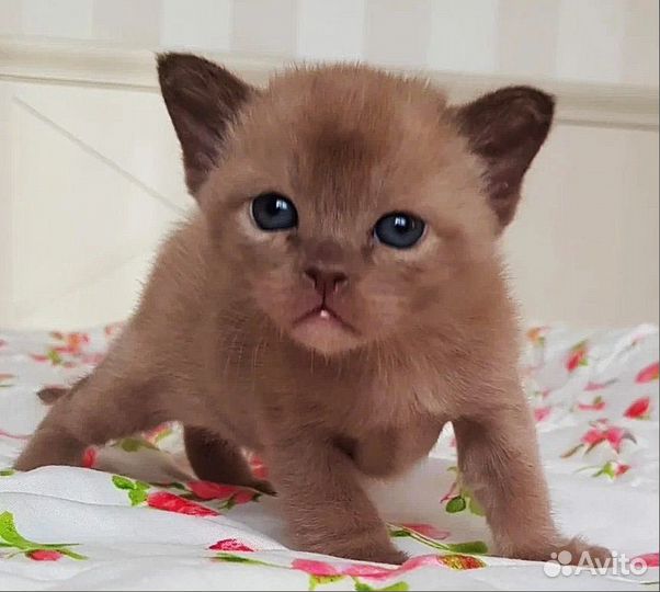 Бурманские котята бурма