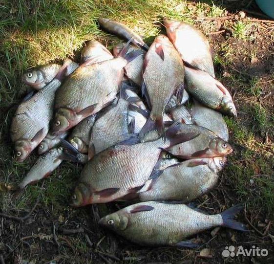 Фидерный монтаж инлайн