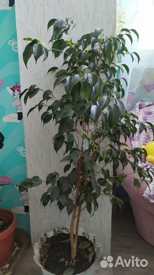 Фикус бенджамина