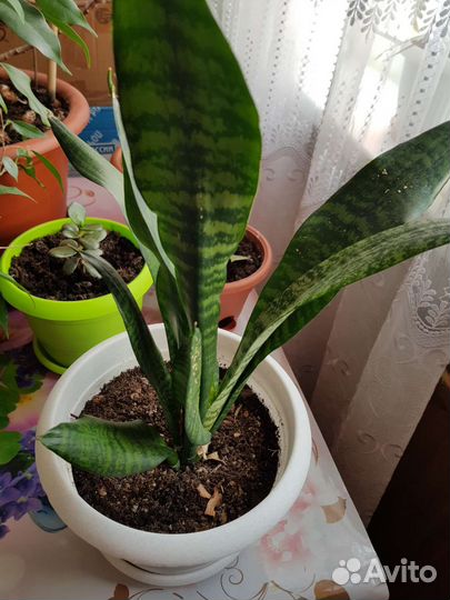 Щучий хворст по народному