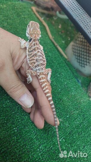 Бородатые агамы, Эублефары