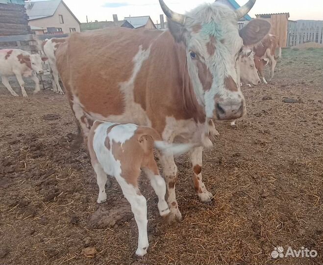 Корова дойная с теленком