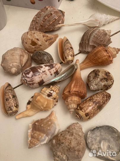Ракушки в коллекцию