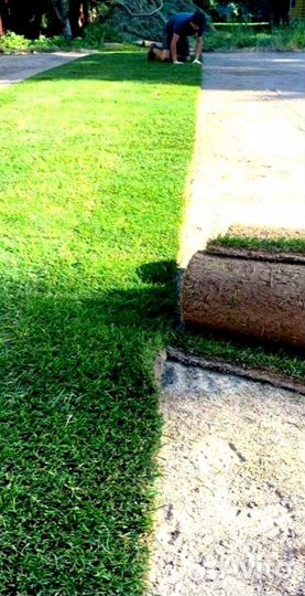 Рулонный газон