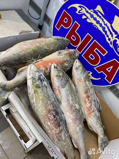 Красная рыба-Кета