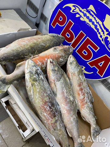 Красная рыба-Кета