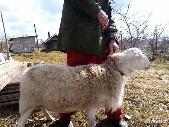 Продам Катумского барана и кроликов на разведение