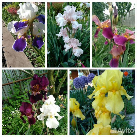 Ирисы сортовые