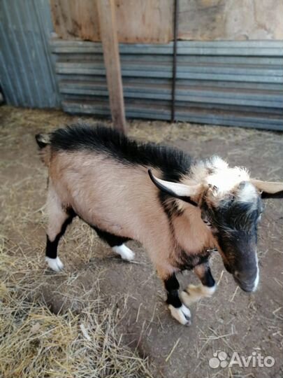 Альпийский козлик