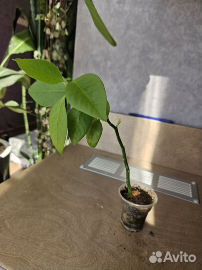 Замиокулькас, фикус, панданус, каланхое