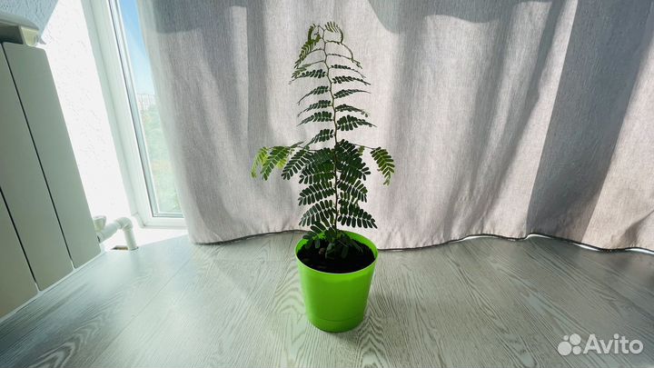 Тамаринд в горшке