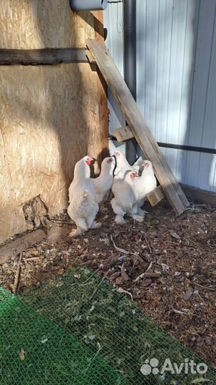 Брама Белая Инкубационное яйцо