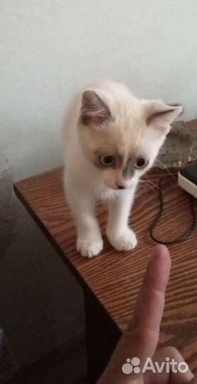 Кошки бесплатно