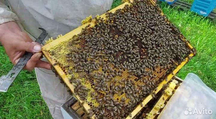 Пчеломатки Бакфаст, Карника, Карпатка F1 2023