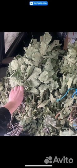 Дубовые веники для бани