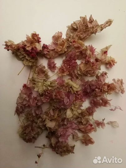 Сухоцветы для творчества и декора