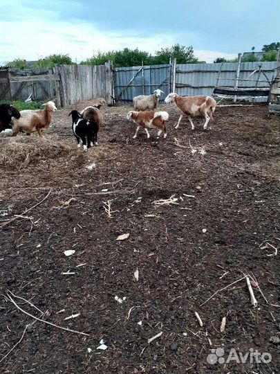 Курдючные бараны овцы