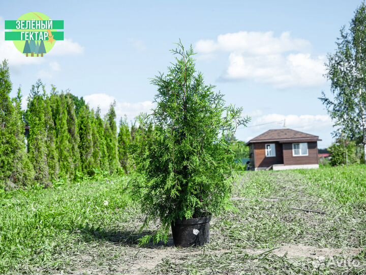 Туя брабант 120 см свежая копка 2023