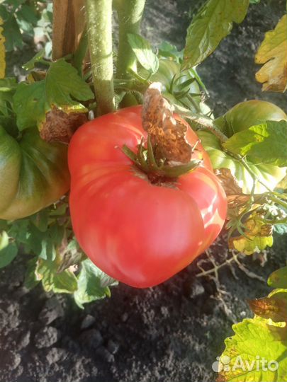 Помидор