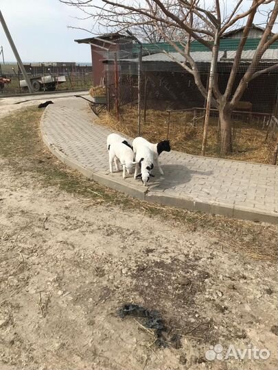 Бараны дорпер