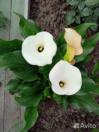 Белые каллы с ростками