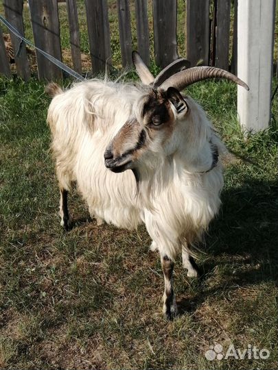 Козы, козлята