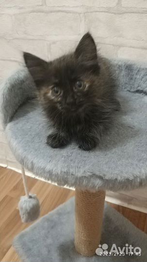 Продать котя