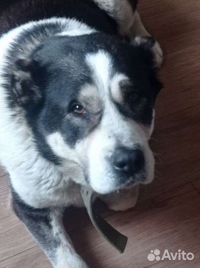 Среднеазиатская овчарка алабай бесплатно