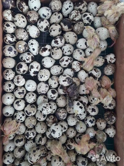 Перепела Техасцы и Фениксы Яйцо