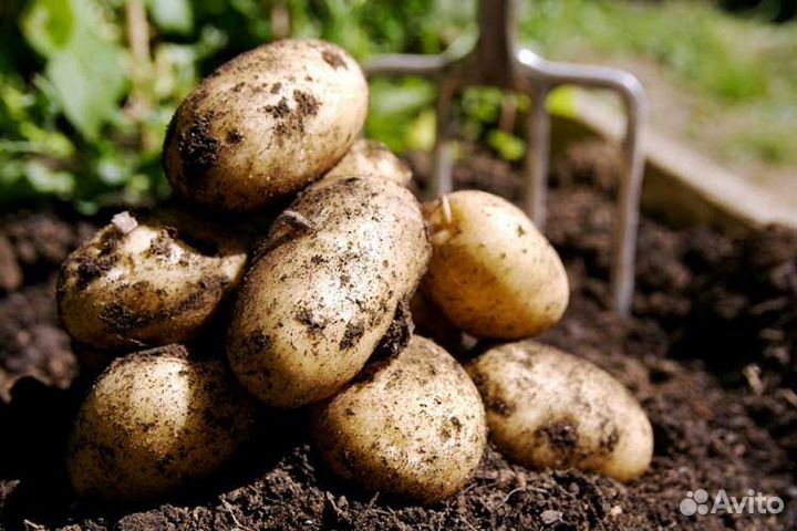 Картофель из Курцево