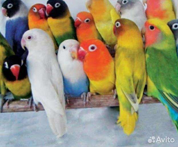 Попугаи оптом