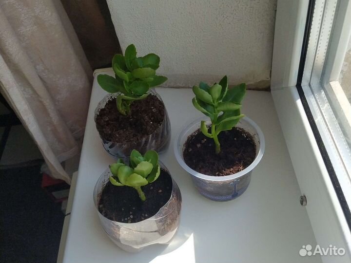 Комнатные цветы каланхоэ