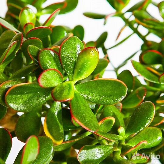 Денежное дерево