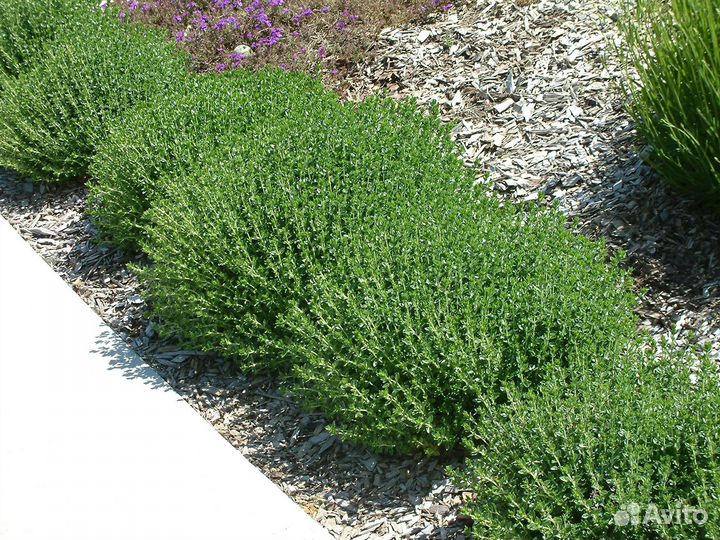 Саженцы Дубровник вечнозеленый розовый доставка