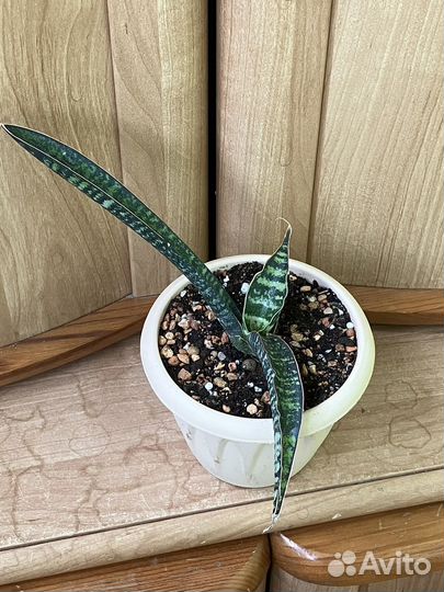 Сансевиери Фишери, Сильвер Блю