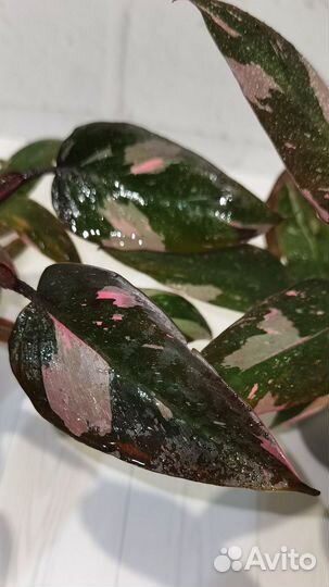 Филодендрон Пинк Принцесс Марбл