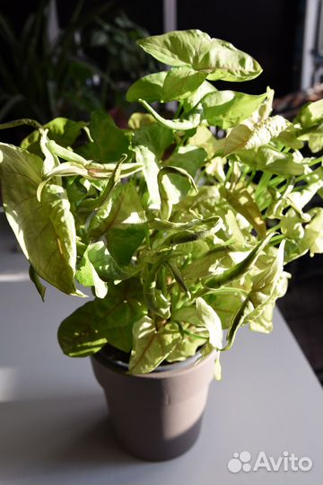 Сингониум Голден Аллюжн