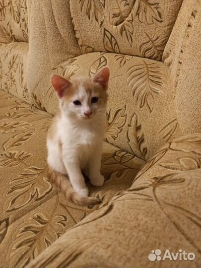 Кошка в дар бесплатно