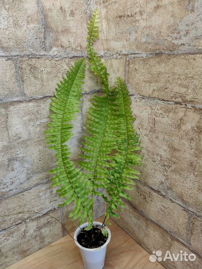 Папоротники